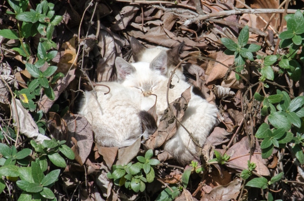 Uno and Dos sleeping in a bush a few days before I caught them.  Photo by Colin McIllece.