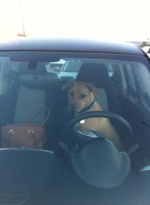 Archer waiting calmly while locked in my car. Photo by Monica Sanford.